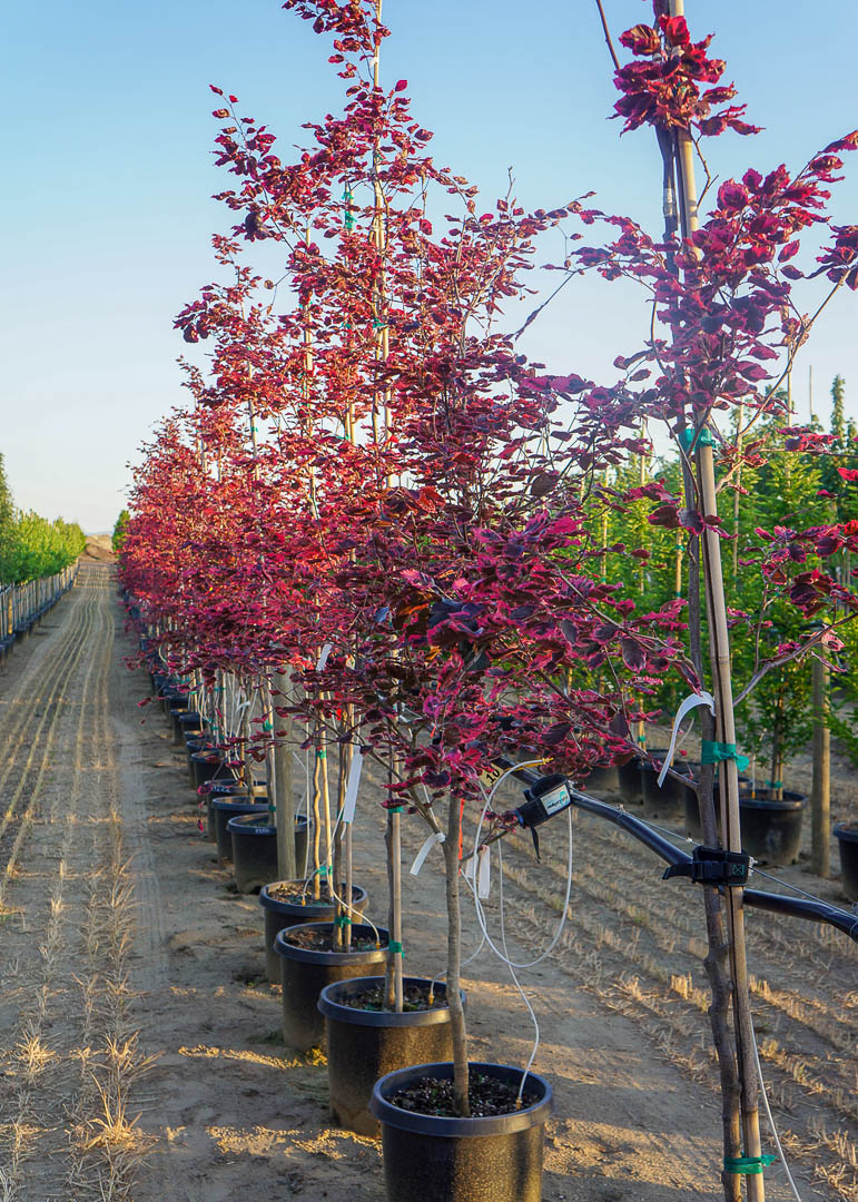 Tricolor Beech Tree Garden Gate Nursery